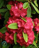 Rhododendron 8T53D-09